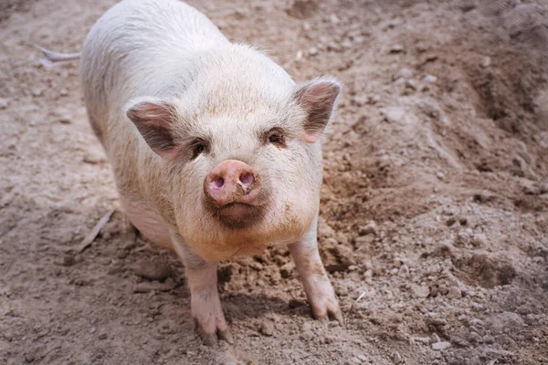 The white pig eats food and walks on brown ground