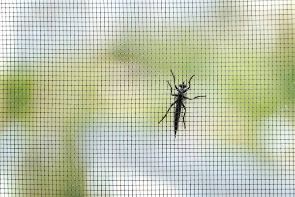 big black beetle sitting on a mosquito net on a summer day.