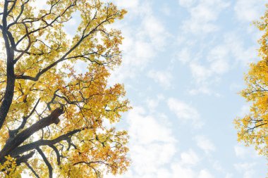 Sonbahar sıcacık manzarası, mavi arka plandaki altın ağaçların arasından güneş ışığı alıyor..
