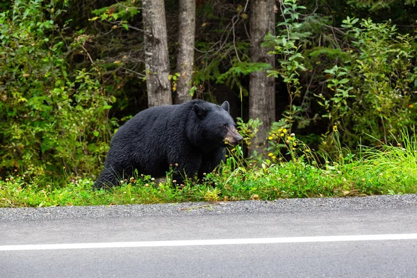 Urso preto comendo grama no lado da estrada — Fotografia de Stock