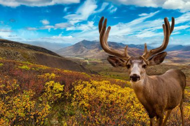 Kanada doğasında bir erkek geyik.