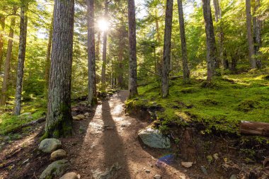 Sonbaharda Ağaçlarla çevrili Manzara Patikası