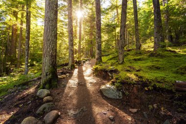 Sonbaharda Ağaçlarla çevrili Manzara Patikası