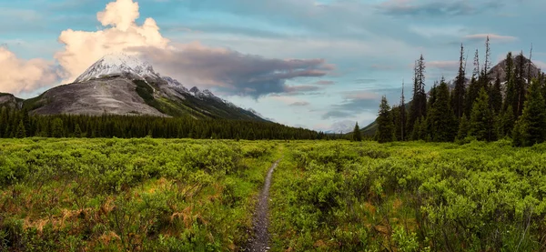 Panoramic View of Beautiful Vibrant Green Meadows — Stock Photo, Image