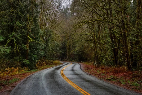 Estrada Cênica na Floresta Verde — Fotografia de Stock