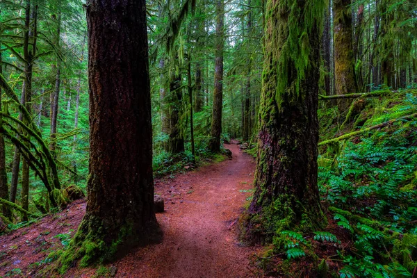 British Columbia, Kanada 'da Yağmur Ormanı