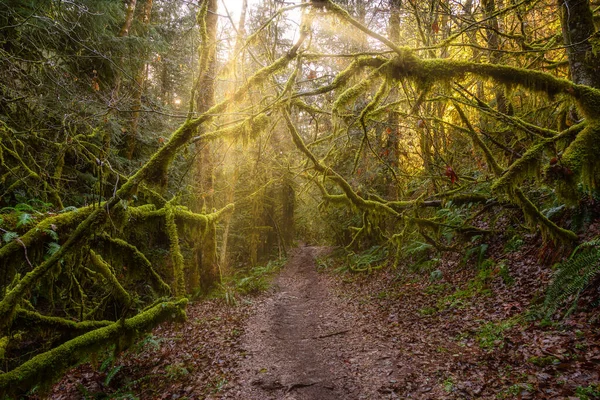 Rain Forest στη Βρετανική Κολομβία, Καναδάς — Φωτογραφία Αρχείου