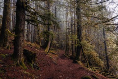 British Columbia, Kanada 'da Yağmur Ormanı