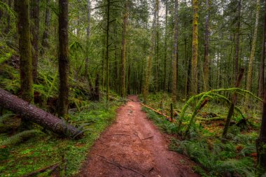 British Columbia, Kanada 'da Yağmur Ormanı