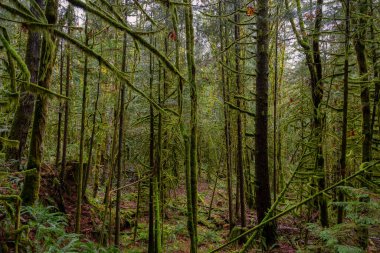 British Columbia, Kanada 'da Yağmur Ormanı