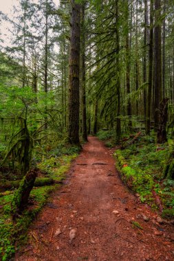 British Columbia, Kanada 'da Yağmur Ormanı