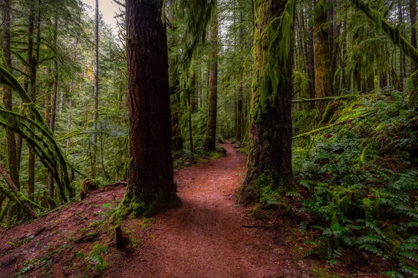 Rain Forest στη Βρετανική Κολομβία, Καναδάς — Φωτογραφία Αρχείου