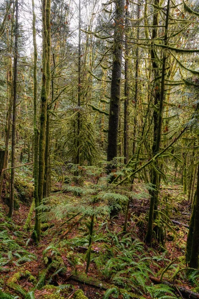 Rain Forest itt: Brit Columbia, Kanada — Stock Fotó
