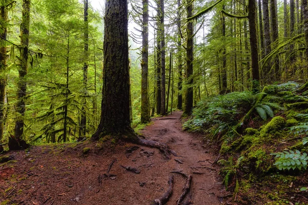 Selva tropical en Columbia Británica, Canadá — Foto de Stock