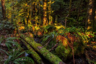 British Columbia, Kanada 'da Yağmur Ormanı