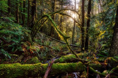 British Columbia, Kanada 'da Yağmur Ormanı