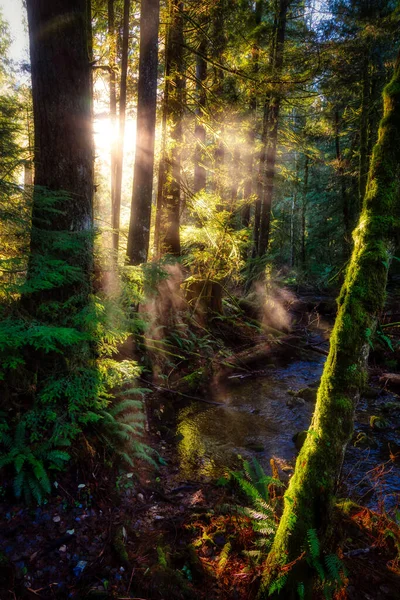 Forêt pluviale en Colombie-Britannique, Canada — Photo