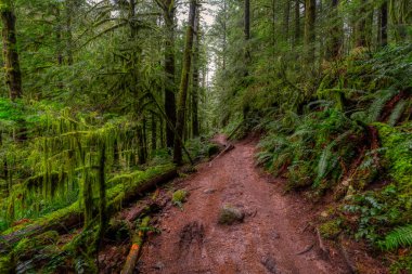 British Columbia, Kanada 'da Yağmur Ormanı