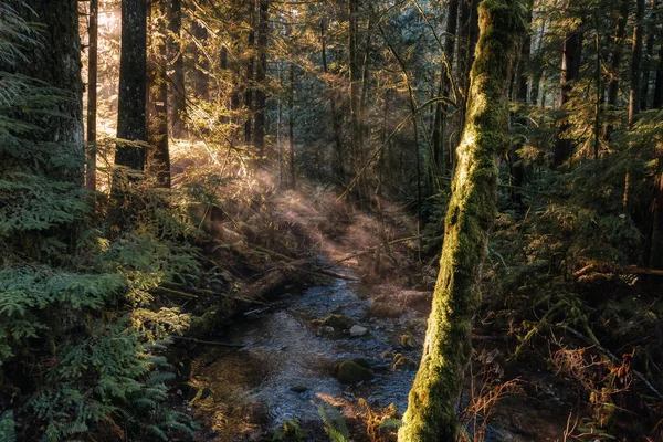 Selva tropical en Columbia Británica, Canadá — Foto de Stock