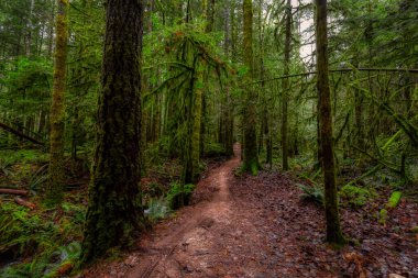 British Columbia, Kanada 'da Yağmur Ormanı