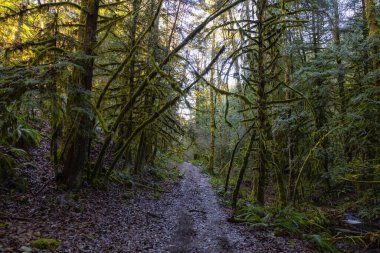 British Columbia, Kanada 'da Yağmur Ormanı