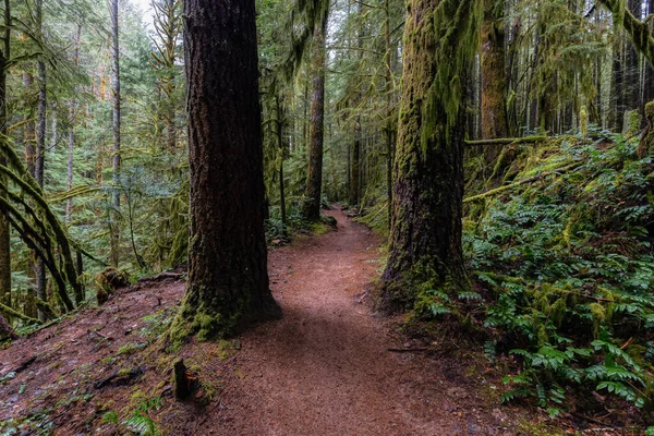 Rain Forest itt: Brit Columbia, Kanada — Stock Fotó