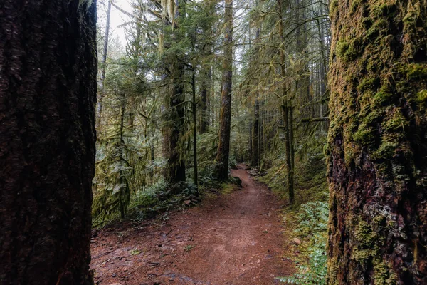 Rain Forest itt: Brit Columbia, Kanada — Stock Fotó