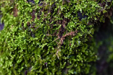 Kanada Doğa Makro Görüntüsü