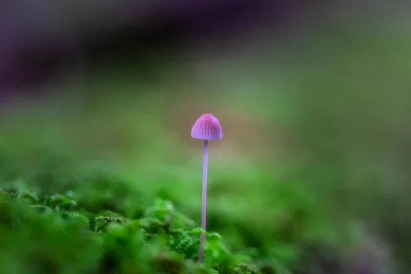 Makro obrázek kanadské přírody — Stock fotografie