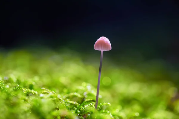 Macro Imagen de la naturaleza canadiense —  Fotos de Stock