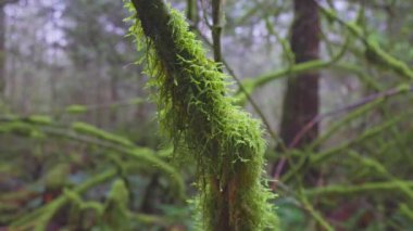 British Columbia, Kanada 'da Yağmur Ormanı