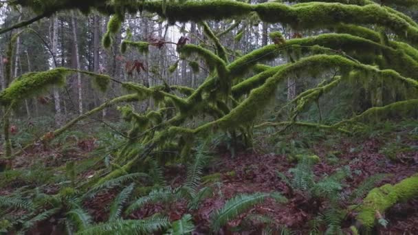 Selva tropical en Columbia Británica, Canadá — Vídeos de Stock