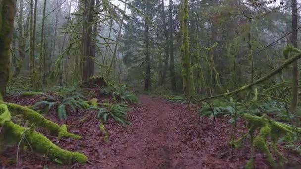 Floresta tropical na Colúmbia Britânica, Canadá — Vídeo de Stock