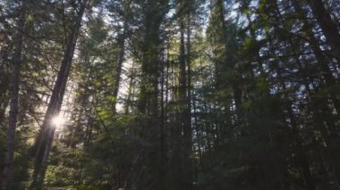 British Columbia, Kanada 'da Yağmur Ormanı