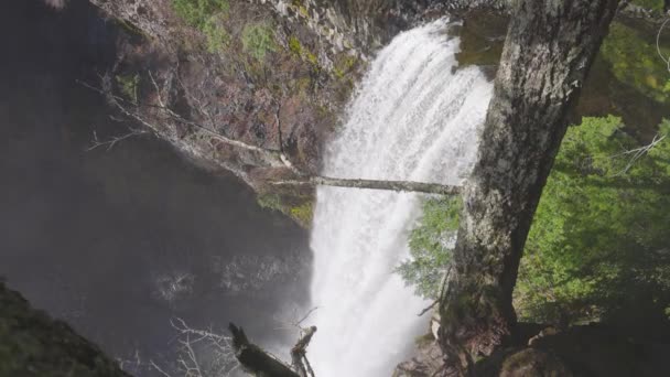 Beautiful waterfall in Canadian Nature in the Rain Forest — Stock Video