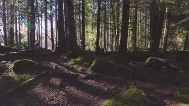 British Columbia, Kanada 'da Yağmur Ormanı