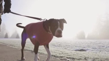 Şirin Dişi Boksör Yavru Köpek sahibinin tasmasıyla yürüyor.