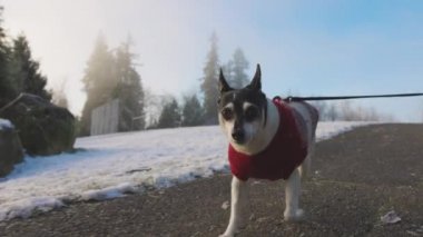 Şirin küçük köpek sahibinin tasmasıyla yürüyor.