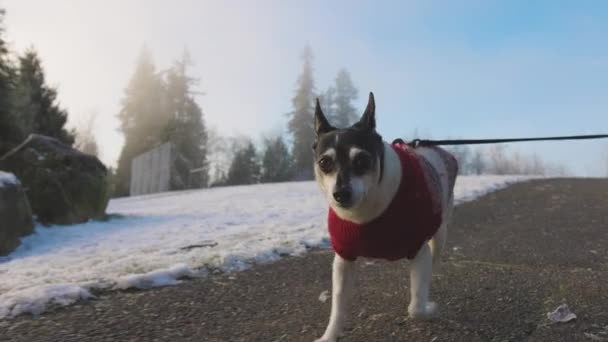 Χαριτωμένο σκυλάκι που περπατάει με λουρί με τον ιδιοκτήτη της — Αρχείο Βίντεο
