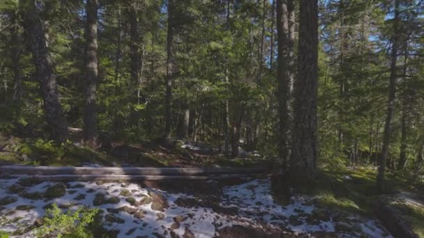 Рейнский лес в Британской Колумбии, Канада — стоковое видео