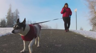 Şirin küçük köpek sahibinin tasmasıyla yürüyor.