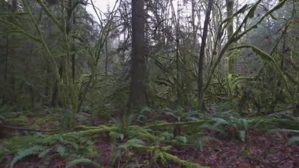 Floresta tropical na Colúmbia Britânica, Canadá — Vídeo de Stock