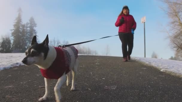 Χαριτωμένο σκυλάκι που περπατάει με λουρί με τον ιδιοκτήτη της — Αρχείο Βίντεο
