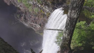 Kanada 'nın Yağmur Ormanındaki Doğasında Güzel Şelale