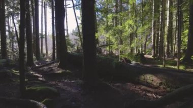 British Columbia, Kanada 'da Yağmur Ormanı