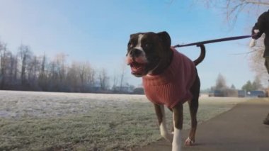 Şirin Dişi Boksör Yavru Köpek sahibinin tasmasıyla yürüyor.