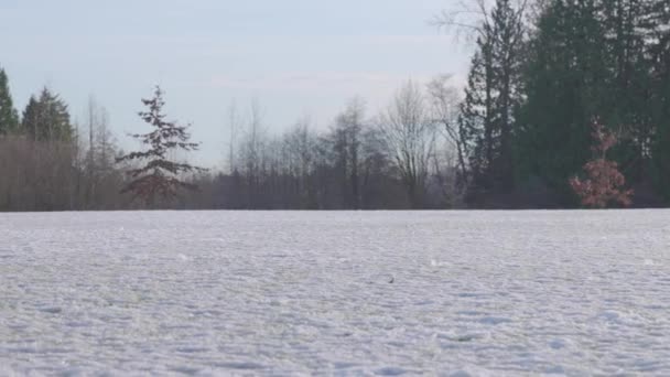 Schattig teef bokser puppy lopen en spelen in het veld met een bal. — Stockvideo