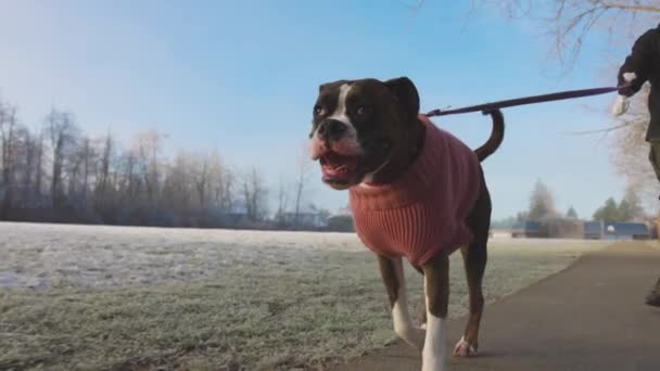 Linda mujer boxeadora cachorro perro caminando en una correa con su propietario — Vídeo de stock