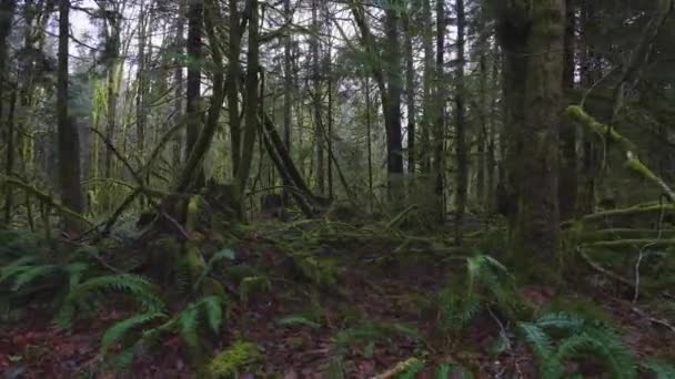Floresta tropical na Colúmbia Britânica, Canadá — Vídeo de Stock