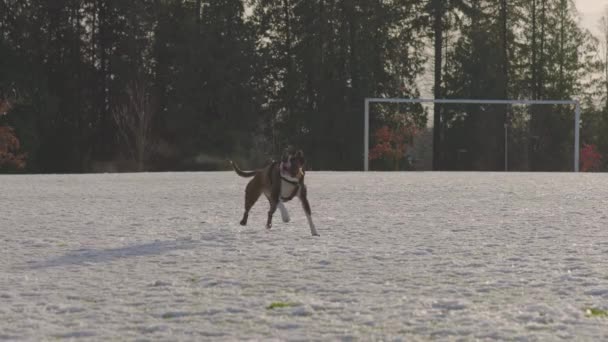 Słodkie kobieta bokser szczeniak pies działa i gra w polu. — Wideo stockowe